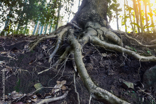 big old tree roots, sunny forest photo