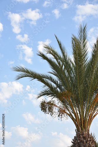 palm trees against blue sky