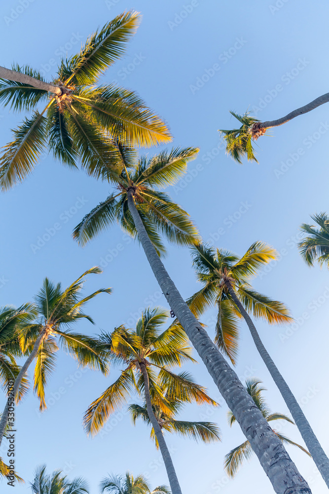 Fototapeta premium Tropical paradise, palm trees, looking up