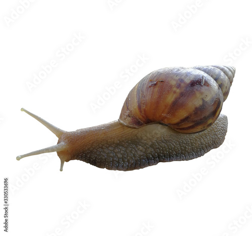 Foto A snail isolated on white background.