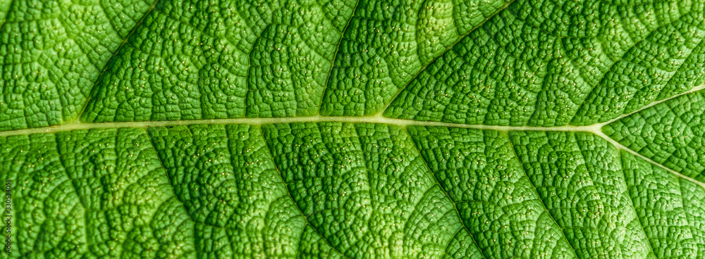 Close-up of the section of a large deep green leaf with strong veins, as background or texture, abstract, Long format, panorama for website headline Close-up of the section of a large deep green leaf with strong veins, as background or texture, abstract, Long format, panorama for website headline
