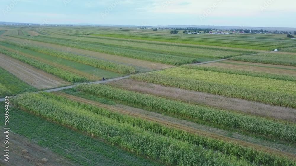 Aerial Motorcycle Driving Through Cornfield At Dusk Aerial Motorcycle Driving Through Cornfield At Dusk