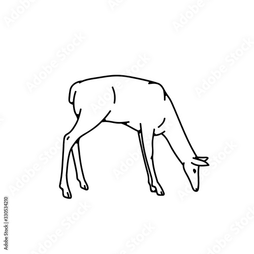 Wild deer female grazing vector outline black white sketch illustration.