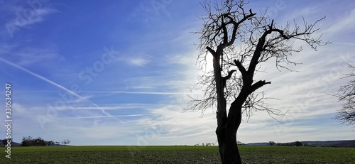 Ein kahler Baum vor blauem Himmel
