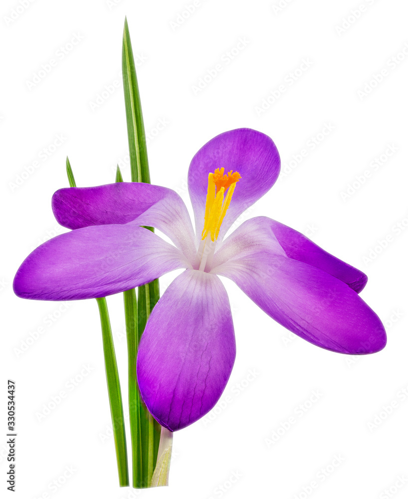 Crocus flower isolated on white background with clipping path