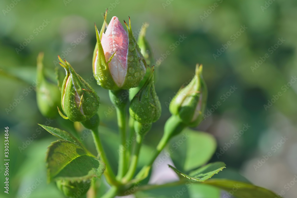 Вackground spring- flowers apple Вackground spring- flowers apple