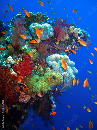 Fototapeta Naklejka Na Ścianę i Meble -  The underwater world of the Red Sea. Very beautiful coral reef with soft and hard corals.