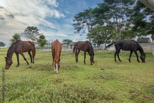 horses in the grasslands of autumn. Agriculture, animal. © Thongtawat