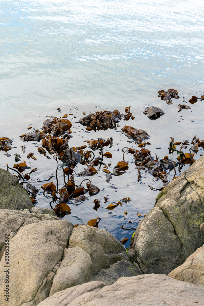 Fototapeta premium Various species of kelp growing in the northern Atlantic as seen in the harbour of Torshavn in the Faroer Islands