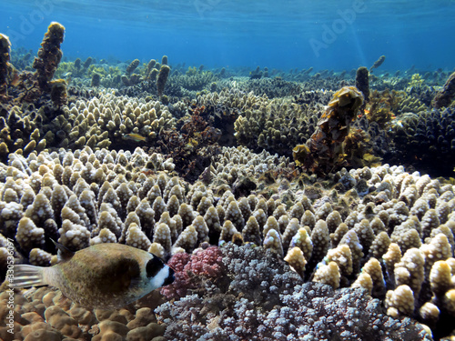 Colorful reef underwater landscape