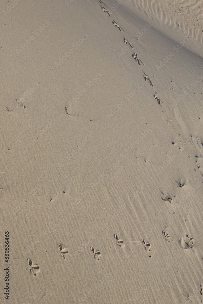 footprints in the sand footprints in the sand
