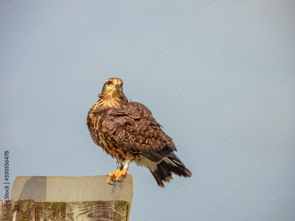 Snail Kite Snail Kite