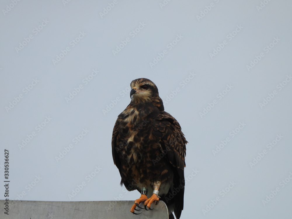 Snail Kite Snail Kite
