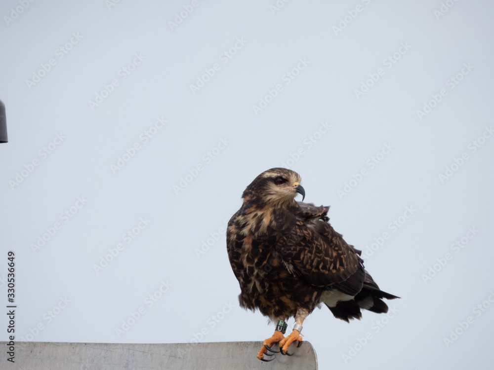 Snail Kite Snail Kite