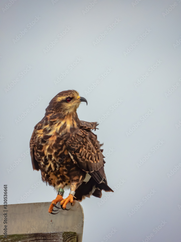 Snail Kite Snail Kite