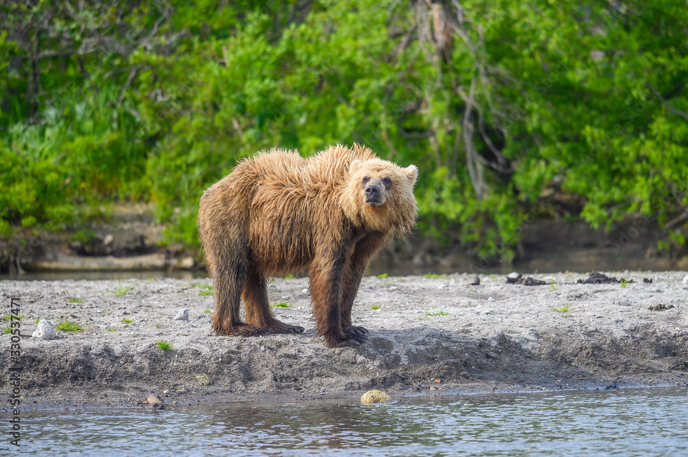 Fototapeta premium Ruling the landscape, brown bears of Kamchatka (Ursus arctos beringianus)