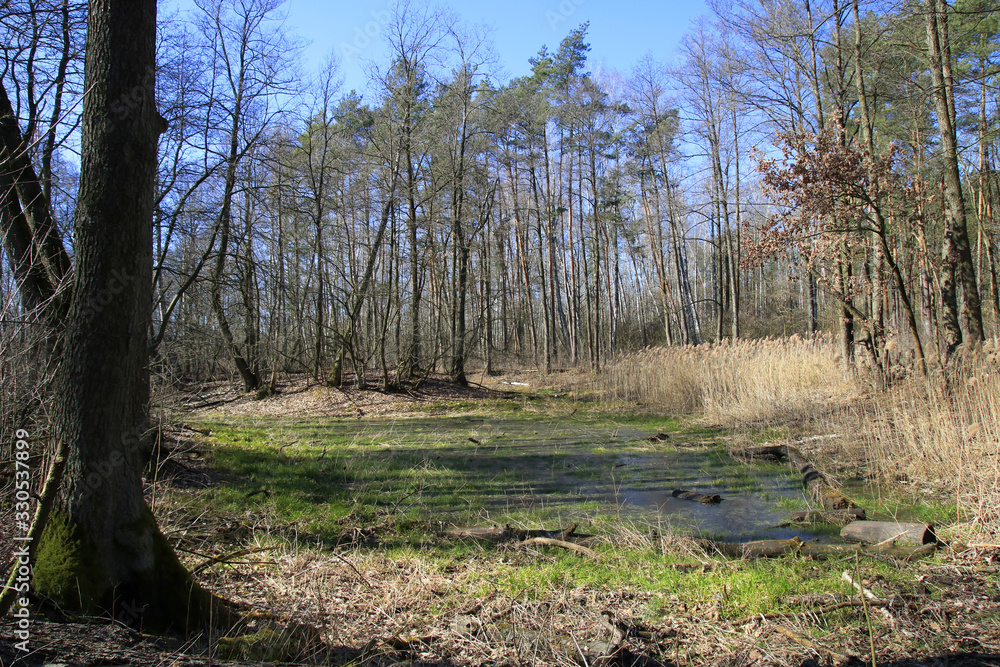 Swamps (Opalen lake) in Kampinos National Park, Mazovia, Poland
