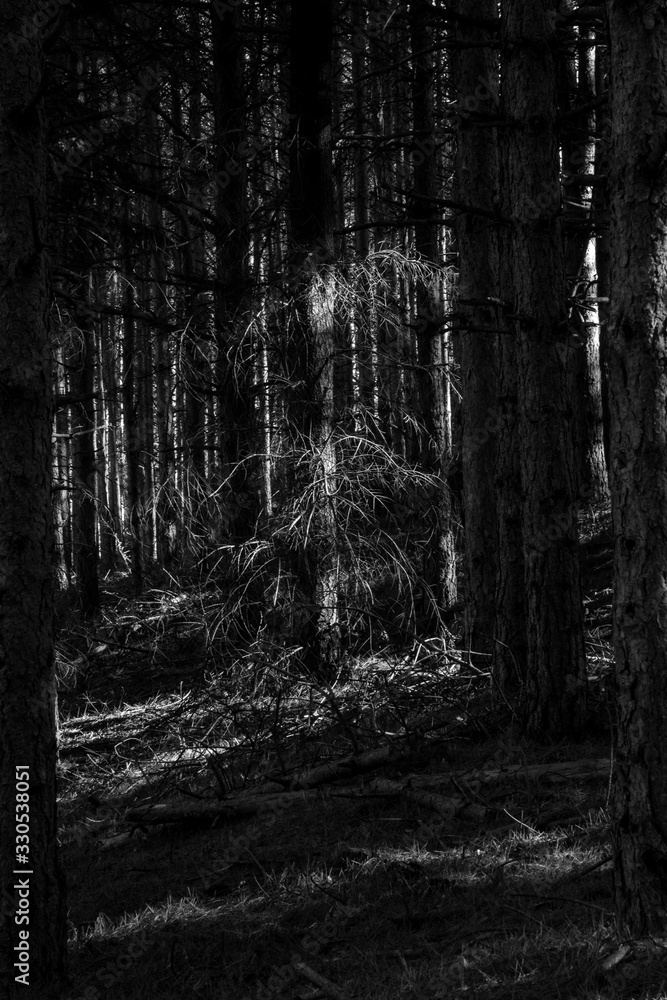 Fototapeta premium Landscape in the Rhodope Mountains