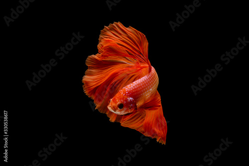 Capture the moving moment of Siamese fighting fish, orange halfmoon betta