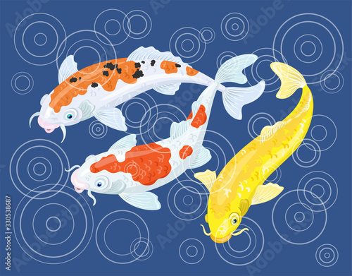 Circles on the water. Three colorful Japanese koi carp swim in the pond during the rain. On a classic blue background. Vector illustration.