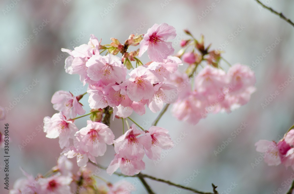 陽光桜の花