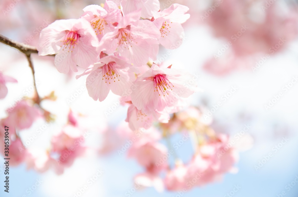 Naklejka premium 陽光桜の花