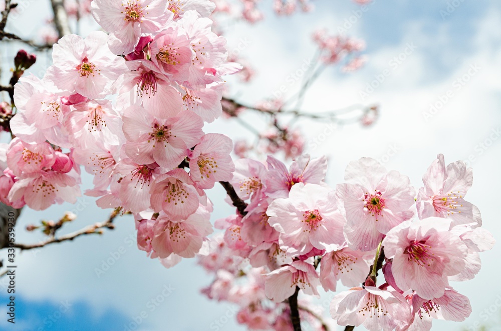 陽光桜の花 陽光桜の花
