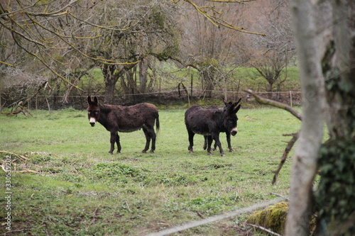 Fluffy cute dark brown donkeys