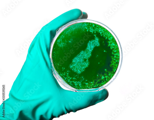 Germs in the shape of Monaco in a petri dish.(series)