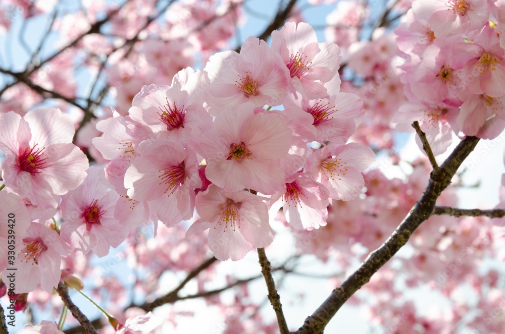 陽光桜の花