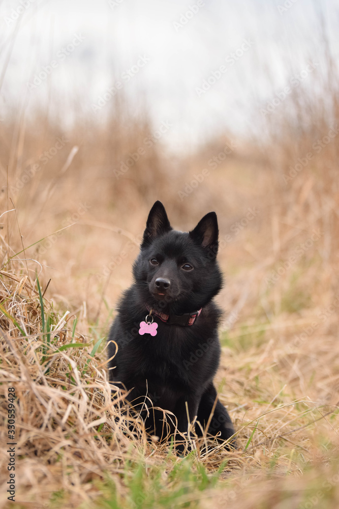 Puppy of schipperke is sitting in reed. She has so nice face.
