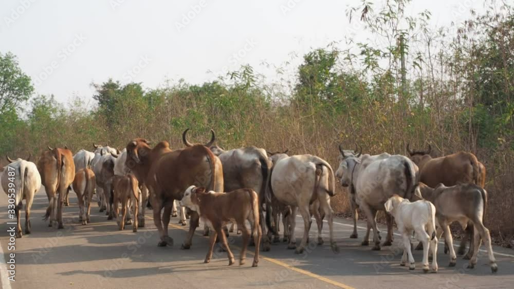 Asian cows walking on street or road.Livestock concept. Asian cows walking on street or road.Livestock concept.