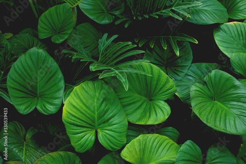 closeup nature view of green leaf texture  dark wallpaper concept  nature background  tropical leaf