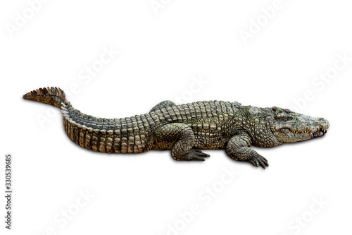 Large old crocodile isolated on white background. with clipping path. © Chaiwat