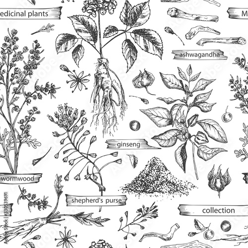 Seamless pattern with vintage hand drawn sketch medicine herbs elements isolated on white background. wormwood, turmeric, tansy, ashwagandha, shepherds, purse, ginseng. Vector illustration art.