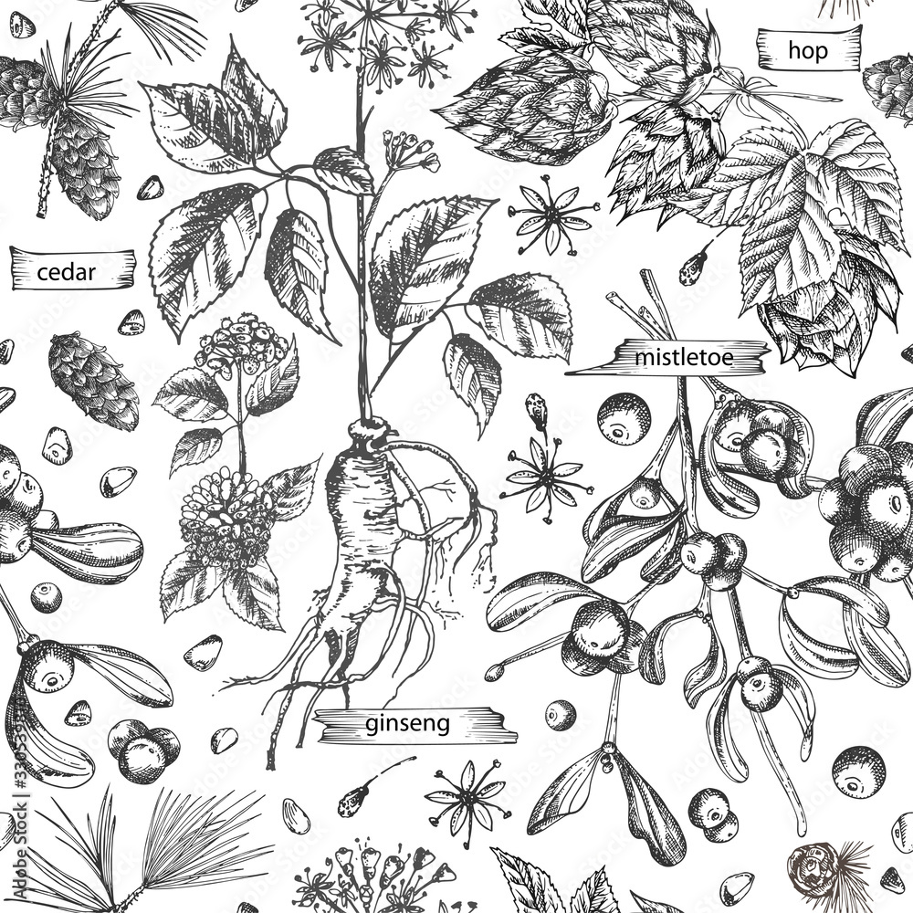 Fototapeta premium Seamless pattern with vintage hand drawn sketch medicine herbs elements isolated on white background. Cedar, mistletoe, hop, physalis, ashwagandha, ginseng. Vector illustration art.