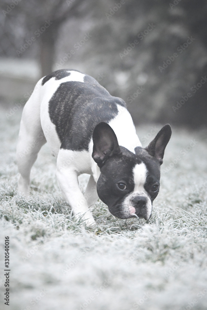 Winter photo of french bulldog. He is so funny. He has so lovely face.