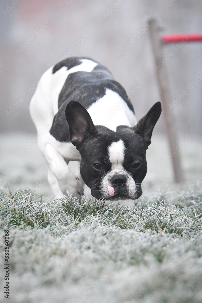 Puppy of french bulldog is running in frozen grass  He is so cute. Winter in Prague. 