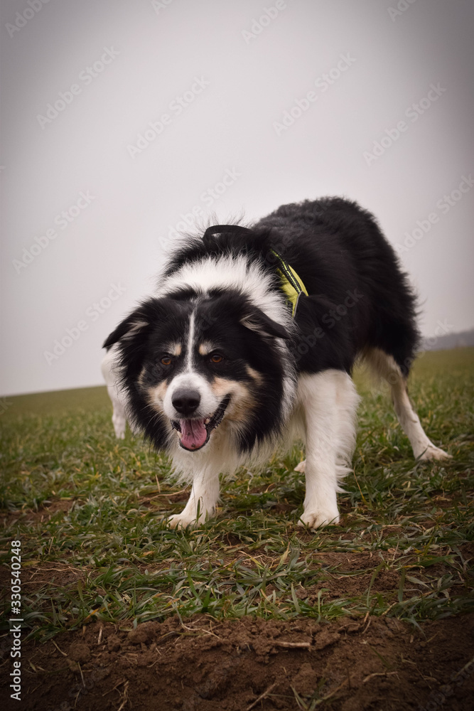 Male of border collie is prowling on flying clay from handler. He loves catching it. 