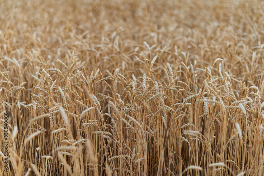 Ripe large ears of ripe wheat in the field. natural look Ripe large ears of ripe wheat in the field. natural look
