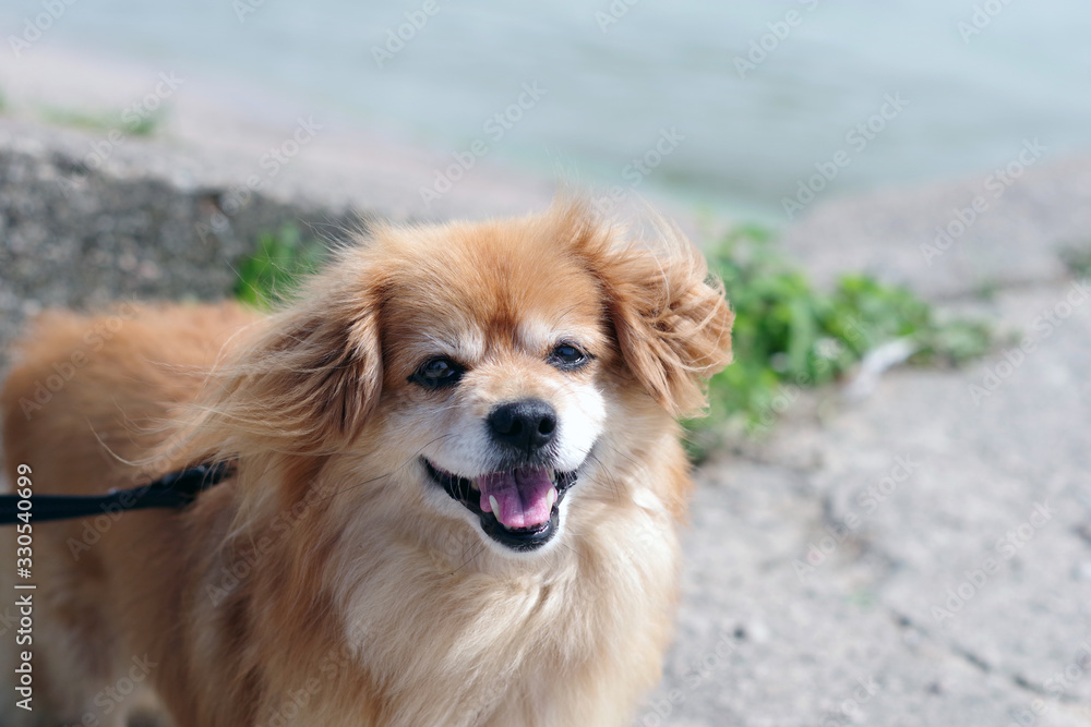 Portrait d'un chien