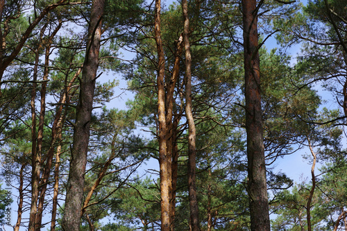 Végétation au bord de la Baltique © Clemence Béhier