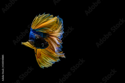 Capture the moving moment of Siamese fighting fish