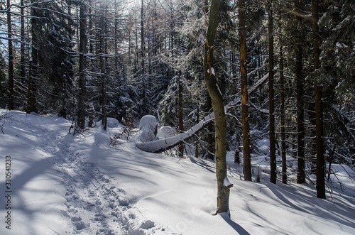 Fototapeta Naklejka Na Ścianę i Meble -  w ośnieżonym lesie Bieszczady 