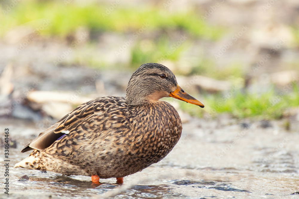 Mallard duck in natural habitats. Anas platyrhynchos. Female Mallard duck in natural habitats. Anas platyrhynchos. Female