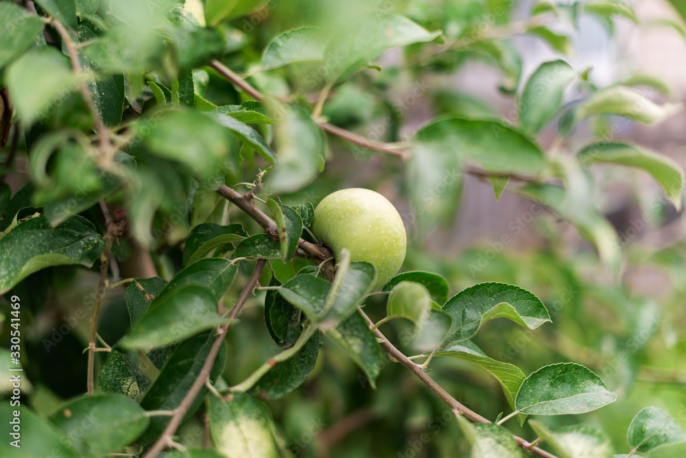 Green ripe apple weighs on tree branches in the garden Green ripe apple weighs on tree branches in the garden