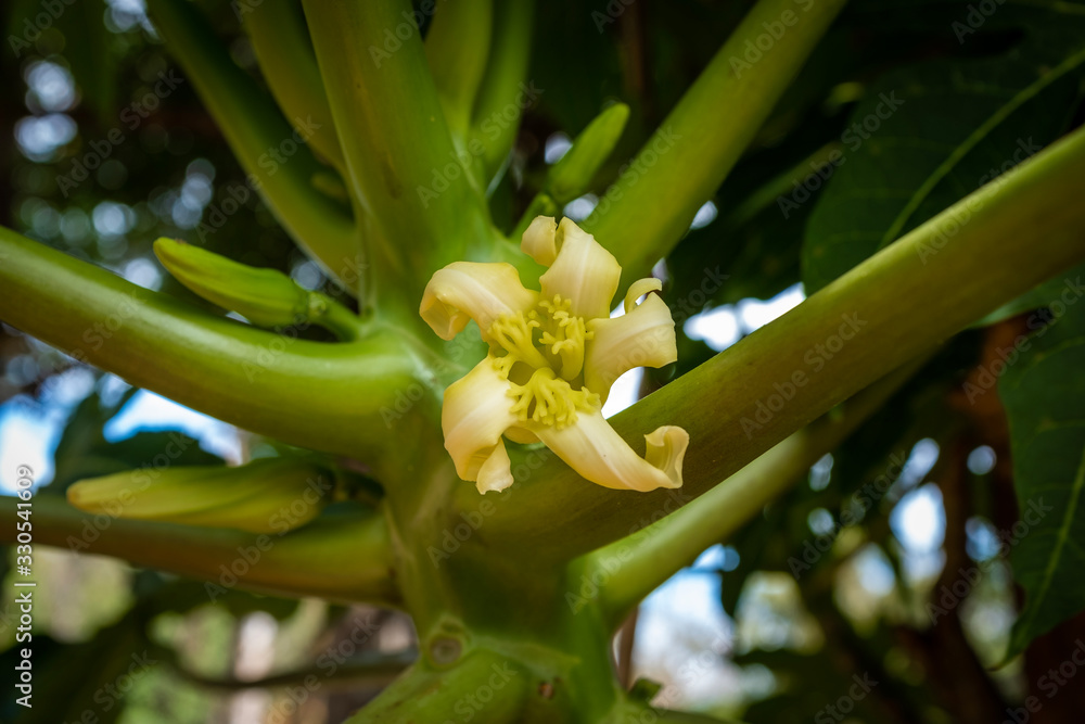 Obraz premium A papaya flower seen up close, Madikeri, India