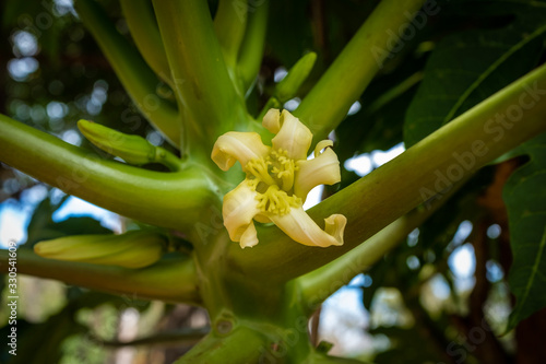 A papaya flower seen up close  Madikeri  India