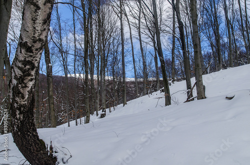 Fototapeta Naklejka Na Ścianę i Meble -  Las zimą w Bieszczadach