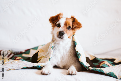 cute jack russell dog covered with ethnic blanket sitting on the couch at home. Lifestyle indoors